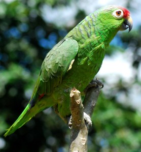 2 red lored parrot r alison 278x299