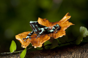 Green-poison dart frog, Sarapiquí Image