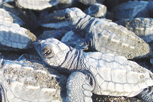 Green sea turtle, Tortuguero Image