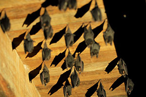 Bats SVL