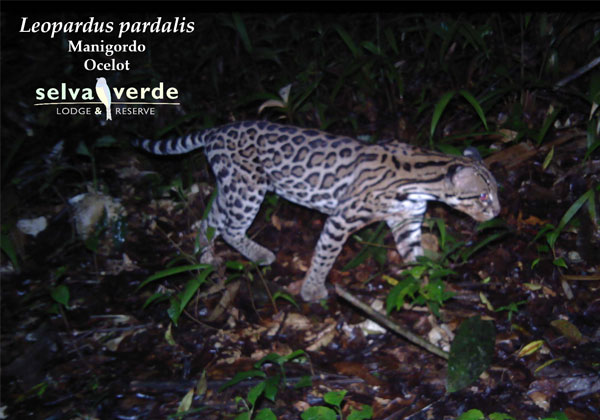 Leopardus pardalis camera trap