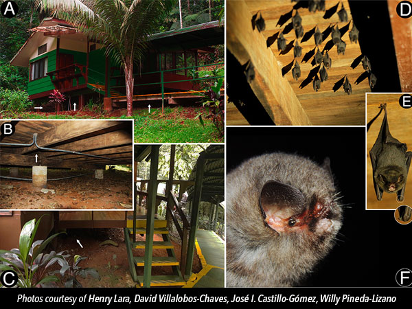 Thumbless Bats Selva Verde Lodge