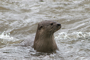 Green Classroom program, Selva Verde Lodge Image