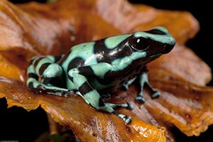 Selva Verde surroundings are a natural classrom, plus nearby parks and activities support learning. Image