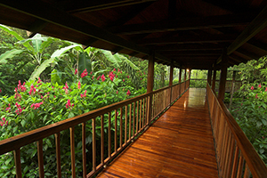 Elevated wood corridor, Selva Verde Lodge Image