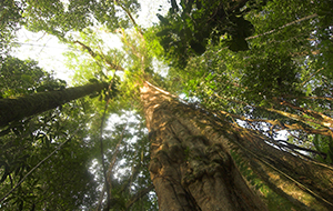 600+ years old tree, Selva Verde Lodge Image