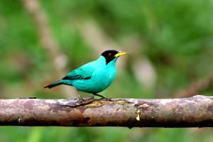 Green-Honeycreeper Image