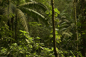 Selva Verde rainforest Image