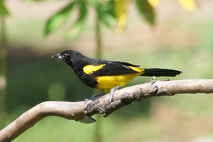 Black-cowled Oriole, Selva Verde Lodg Image