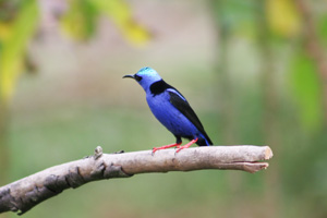 Red-legged Honeycreeper Image
