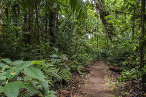 Nature trails, Selva Verde Lodge Image