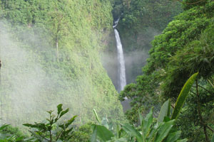 Cinchona by Christa Markley Image