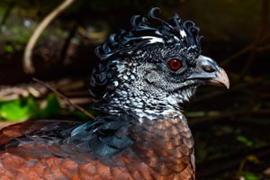 Great Curassow Image