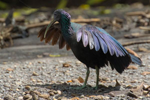 Green Ibis by Dixie Sommers Image