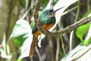 Rufous-tailed Jacamar by Sanford Sorkin Image