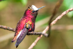 Snowcap Hummingbird Image