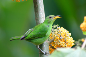 Green-Honeycreeper Sarapiquí Image