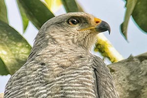 Swainson's Hawk (Buteo swainsoni) Image