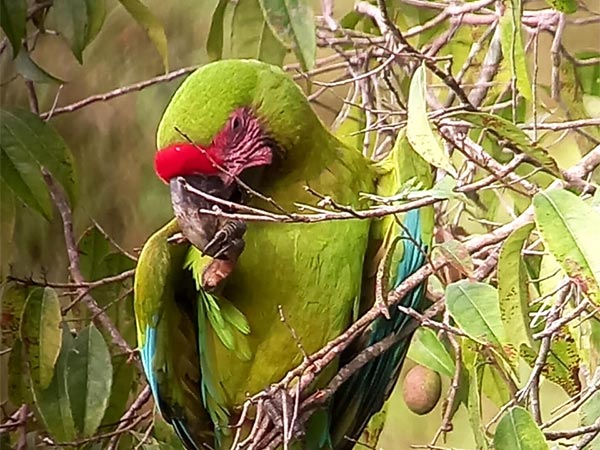 Great Green Macaw by Elián Alvarado. A highlight of the day was a group of 85 individuals that were counted on Oct 8 flying from north to south. Image