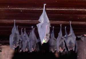 Furipterus-horrens-SVL Image